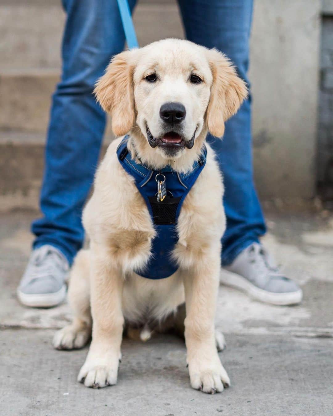 The Dogistさんのインスタグラム写真 - (The DogistInstagram)「Nixon, Golden Retriever (5 m/o), Greenwich & Perry St., New York, NY • “He loves the West Village and he loves trash. We spent one week away an now he has bad manners.” @goldenboynixon」5月27日 11時48分 - thedogist