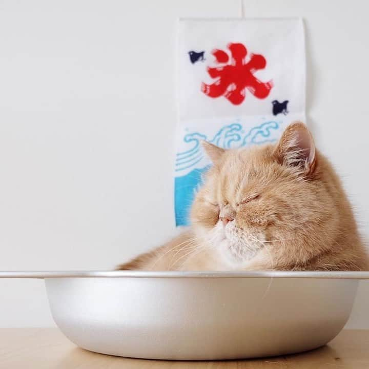 PECOねこ部さんのインスタグラム写真 - (PECOねこ部Instagram)「. 「冷やし猫はじめました🍧」 #こんな暑い日には #冷やし猫などいかがでしょう🐈❄️ #見ているだけで #ちょっと涼しい気持ちに #なったらいいにゃ😽 #と思う #ふくくんなのでした💕 #regram：@fuku_tsumugi  素敵な写真を投稿してくださったのは…﻿ ＠fuku_tsumugi さん﻿ 他にも素敵なお写真がたくさんあるので、ぜひ遊びに行ってみてください♪﻿ ﻿ #ペコねこ部 をつけて投稿すると…﻿ PECOで楽しくご紹介させていただきます😳  ーーー ＼TVデビューのチャンス!!／ 『#pecoねこ王子 』もまだまだ募集中✨ 女の子も男の子も、イチオシ写真を投稿してね♪」5月27日 11時55分 - pecocats