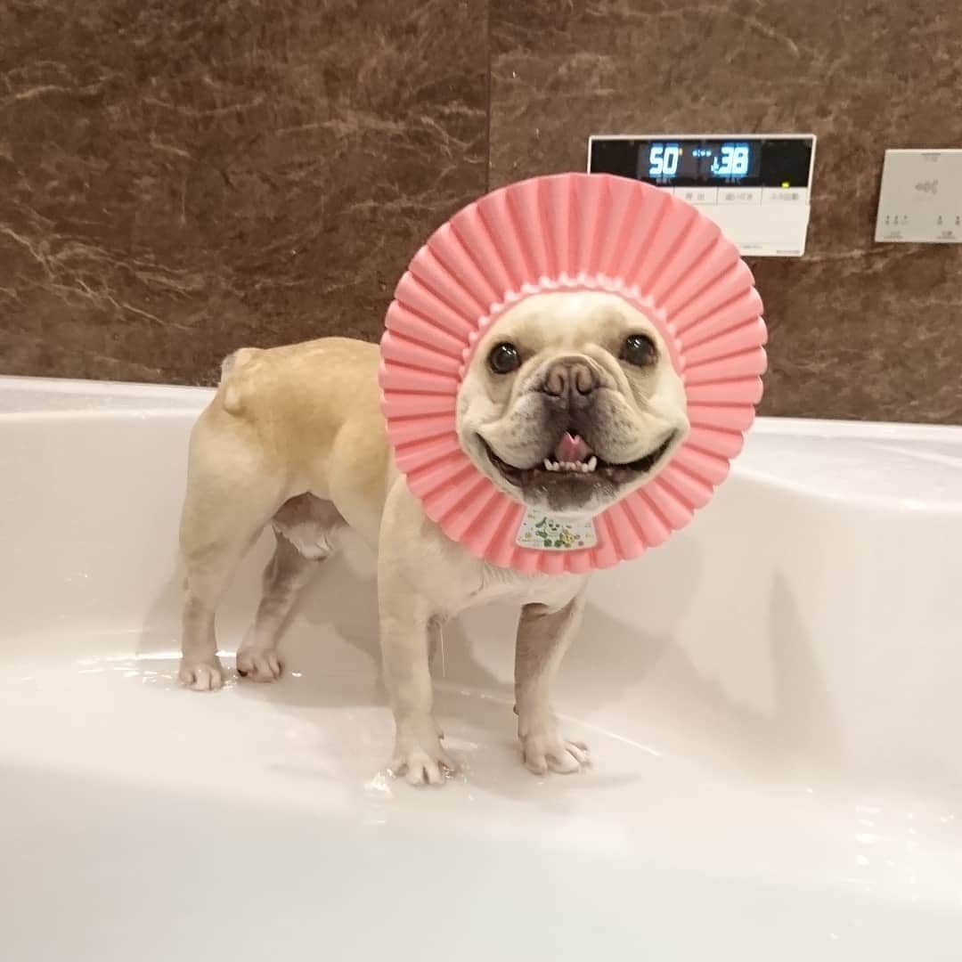 PECO いぬ部のインスタグラム