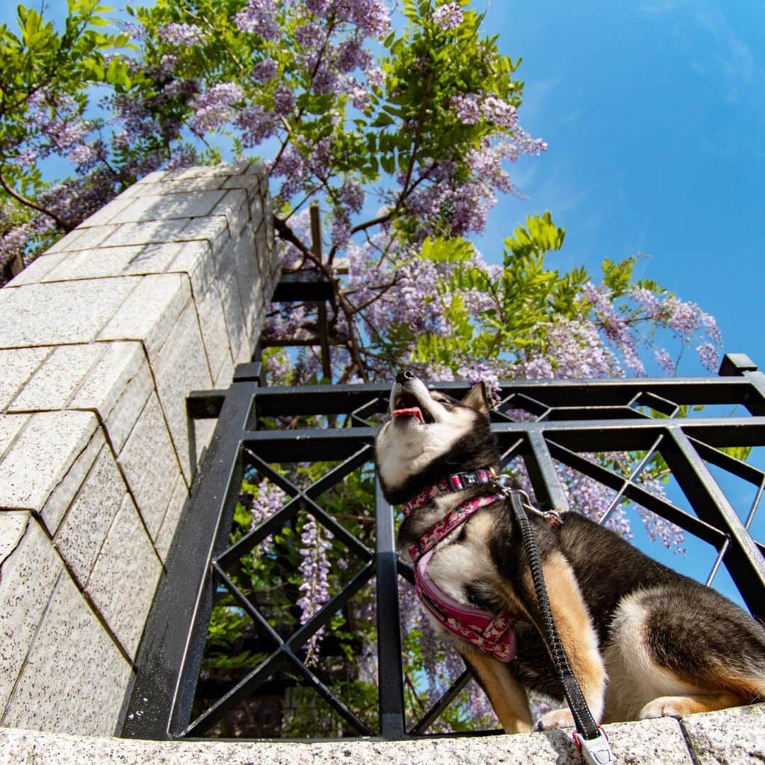 吾子さんのインスタグラム写真 - (吾子Instagram)「・ 札幌の綺麗な公園紹介⛲️🐶💕激暑の中撮影📸 ・ ・ 昨日に続き #前田森林公園 🐶💕暑くて人すくない🚶‍♂️💦 ・ ヨーロッパの庭園風なんだよ⛲️💕 ・ ・ #藤の花 #カナール #広すぎ ・ ・ 北海道の柴犬 #柴北会 の皆ワン🐶💕明日からやっと涼しくなるよ🐶👍🏻💕 ・ #adorable #instadog#shibainu#dog#instagramjapan#instashiba#kuroshiba #kuroshiba#socute #cutedog#いぬのきもち #黒柴 #dogstagram#sapporo」5月27日 22時58分 - acoshiba