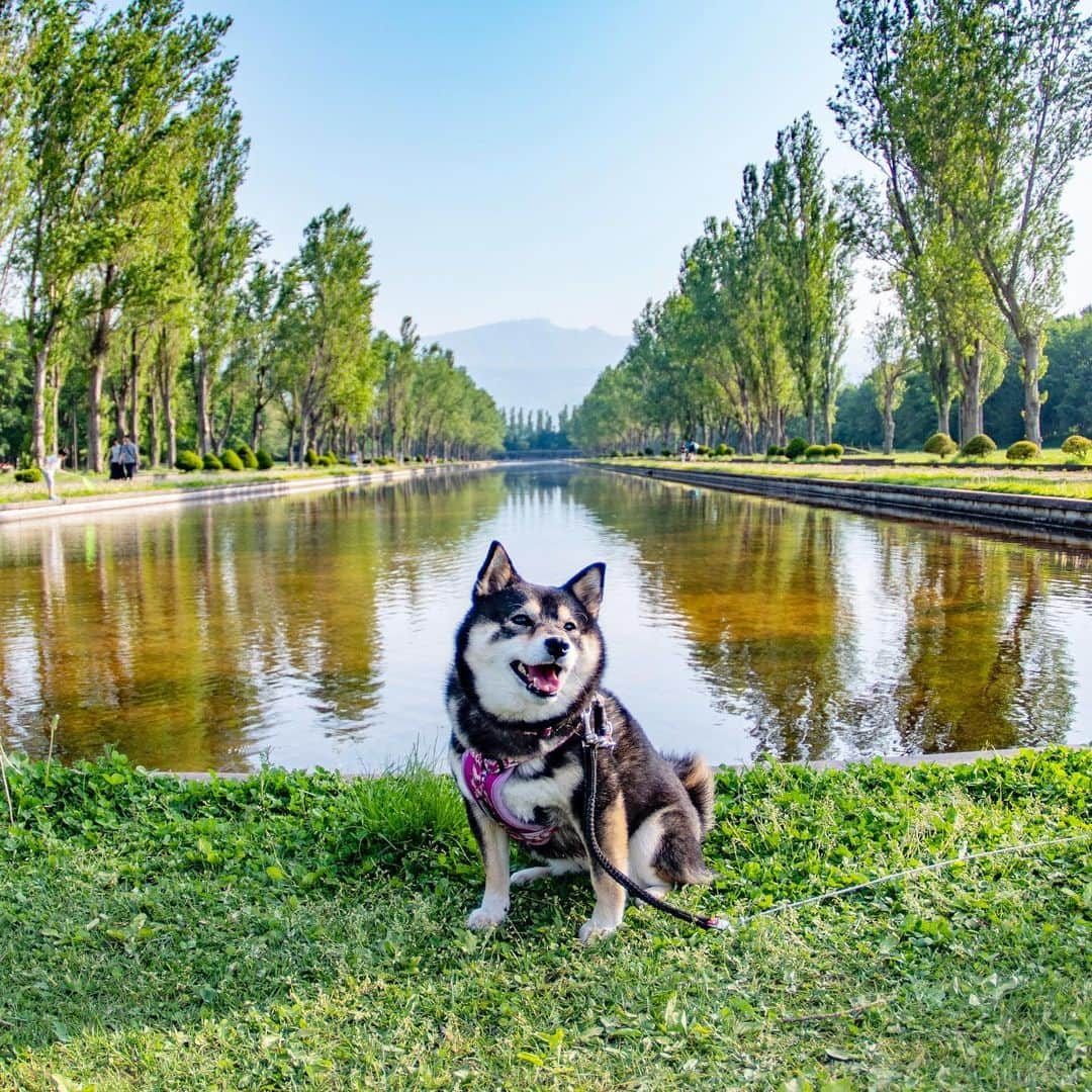 吾子さんのインスタグラム写真 - (吾子Instagram)「・ 札幌の綺麗な公園紹介⛲️🐶💕激暑の中撮影📸 ・ ・ 昨日に続き #前田森林公園 🐶💕暑くて人すくない🚶‍♂️💦 ・ ヨーロッパの庭園風なんだよ⛲️💕 ・ ・ #藤の花 #カナール #広すぎ ・ ・ 北海道の柴犬 #柴北会 の皆ワン🐶💕明日からやっと涼しくなるよ🐶👍🏻💕 ・ #adorable #instadog#shibainu#dog#instagramjapan#instashiba#kuroshiba #kuroshiba#socute #cutedog#いぬのきもち #黒柴 #dogstagram#sapporo」5月27日 22時58分 - acoshiba