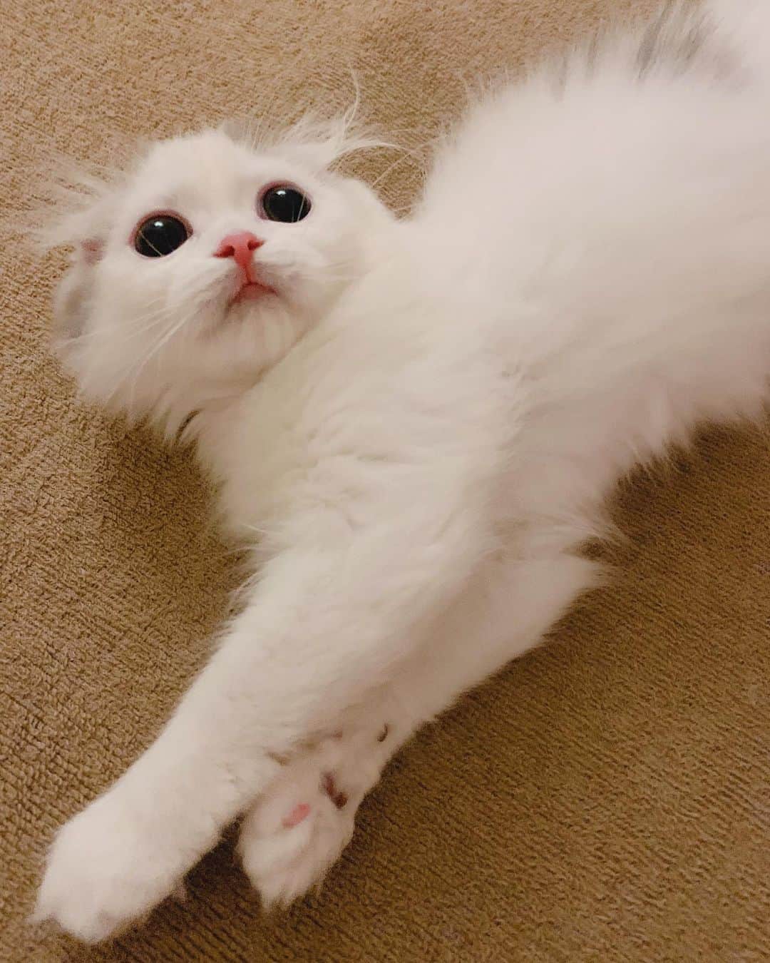 のんたのインスタグラム：「ぱんちゃんもびゅーりほだった❤️ my beautiful girl ・ #scottishfold #catstagram_japan #catsofinstagram #cats_of_instagram #catoftheday #purr #ilovemycat #bestmeow #catlover #cutecat #kittensofinstagram #cute #スコティッシュフォールド#スコティッシュフォールドロングヘア #mybeautifulgirl #brilliant」