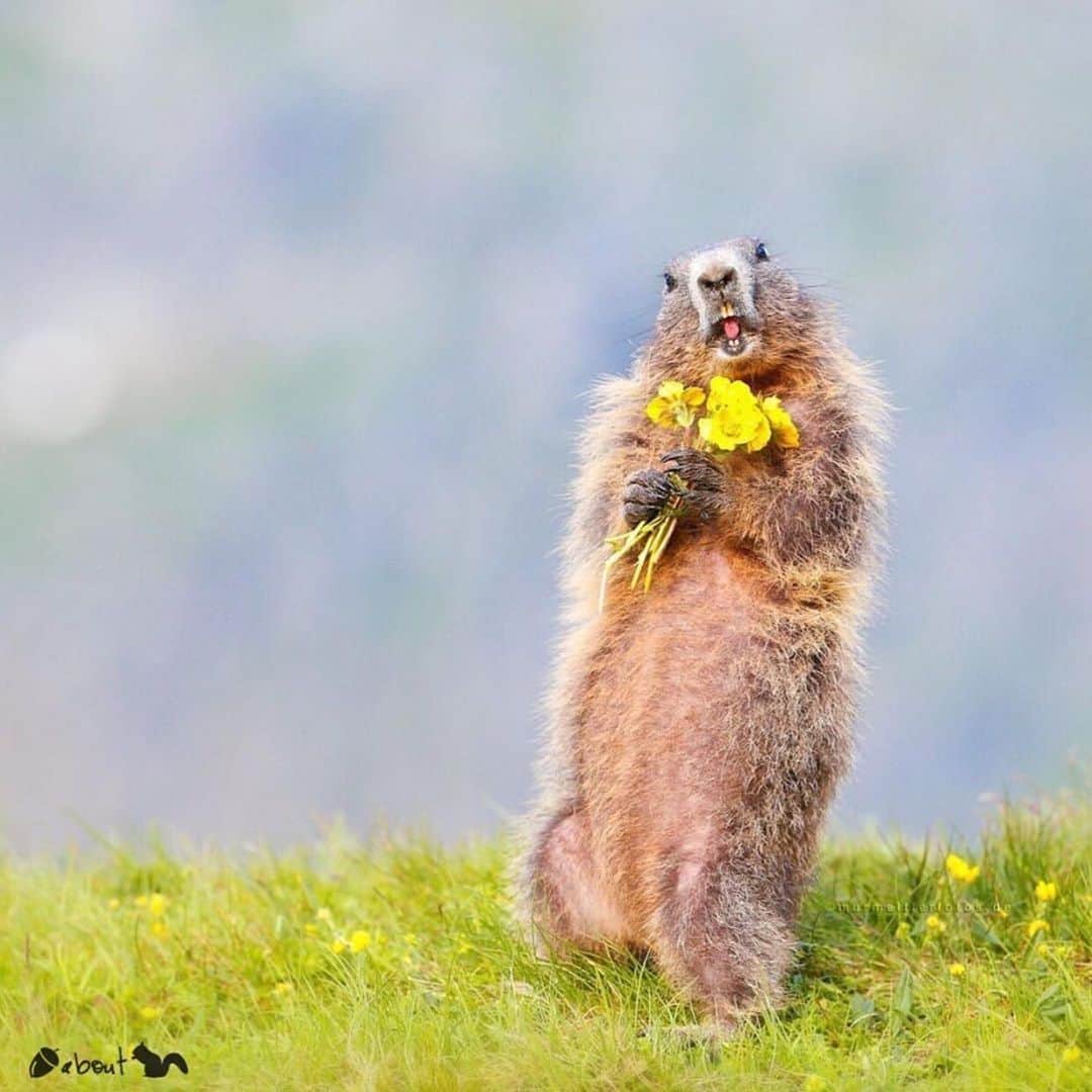 エイミー・セダリスさんのインスタグラム写真 - (エイミー・セダリスInstagram)「#Mondee #memorialday @nuts_about_squirrels ・・・ 🐿 Nuts Photo of @murmeltierfotos.de  Squirrel: Alpine Marmot (Marmota Marmota) Location: Austria 🇦🇹 . . Congratulations!! You are certainly #nutshots 👉🏻 Posted by @mfw_wildlife @Nuts_About_Nature_ Posting Top quality photography whilst promoting the conservation of our beautiful world of nature!🌳 #nuts_about_nature . . #murmeltierfotosde_nas . . ✨ Part of the Nuts About Team ©️ @Nuts_About_Wildlife 🦌 &  @Nuts_About_Birds 🦉 for lots of fun photos ✨ •••••••••••••••••••••••••••••••••••••••••••••• cc  @cowpi32  @pjlvr @mr_eichhorn_the_squirrel @Keerpryz @vlj_photography . #animal_sultans #igw_nature #nature_uc #animal_captures #ic_animals #love_natura #animalsaddict #splendid_animals #instanaturefriends_  #ic_animals」5月27日 22時56分 - amysedaris