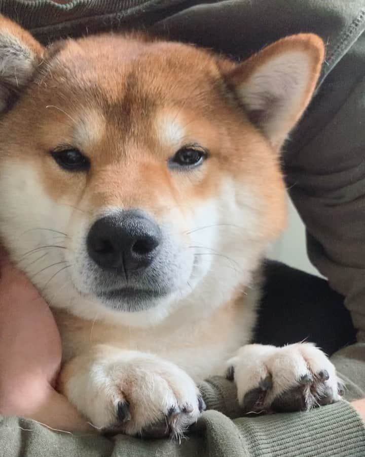 ?Fricko the Shiba Inu?のインスタグラム：「Help, getting stuck in cuddles and watching papa kissing Keaton🥺 🐾 🐾 🐾 #FrickoandKeaton #🐶 #☀️ #shiba #shibainu #dog #柴犬 #赤柴 #黒柴  #adorable #shibalovers #shibaholics  #dogoftheday  #weeklyfluff #aww #dogstagram  #dogscorner #puppiesofinstagram #shibapuppy」
