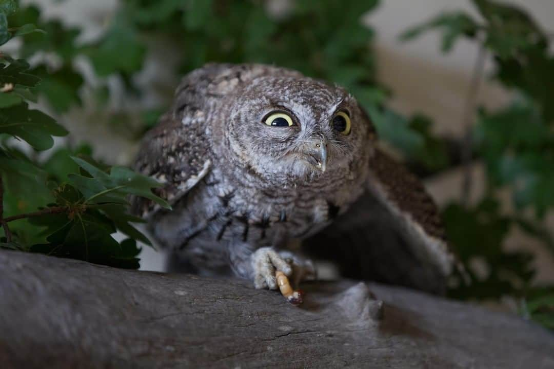 Discoveryさんのインスタグラム写真 - (DiscoveryInstagram)「Whooooo burnt the hot dogs? 🌭🦉 #MemorialDay 📸 by Chris Montano Jr. (@cjm_photography) . . . . #photography #photooftheday #explore #naturephotography #nature #potd #wildlifeIG #bbq #monday #owl #funny #holiday」5月27日 21時27分 - discovery