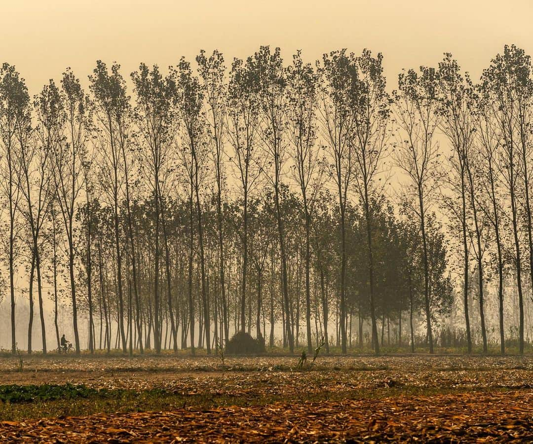 Michael Yamashitaさんのインスタグラム写真 - (Michael YamashitaInstagram)「Tree lined road in Shilizha Village  #Shandong #farmfields #ruralchina」5月27日 21時38分 - yamashitaphoto