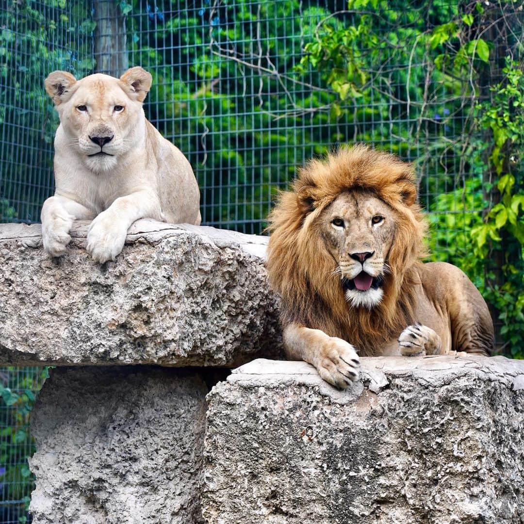 Zoological Wildlife Foundationさんのインスタグラム写真 - (Zoological Wildlife FoundationInstagram)「Happy Monday 💙🐾❤️ . #lion #conservation #pride #endangeredspecies #zwfmiami #zwf」5月27日 21時37分 - zwfmiami