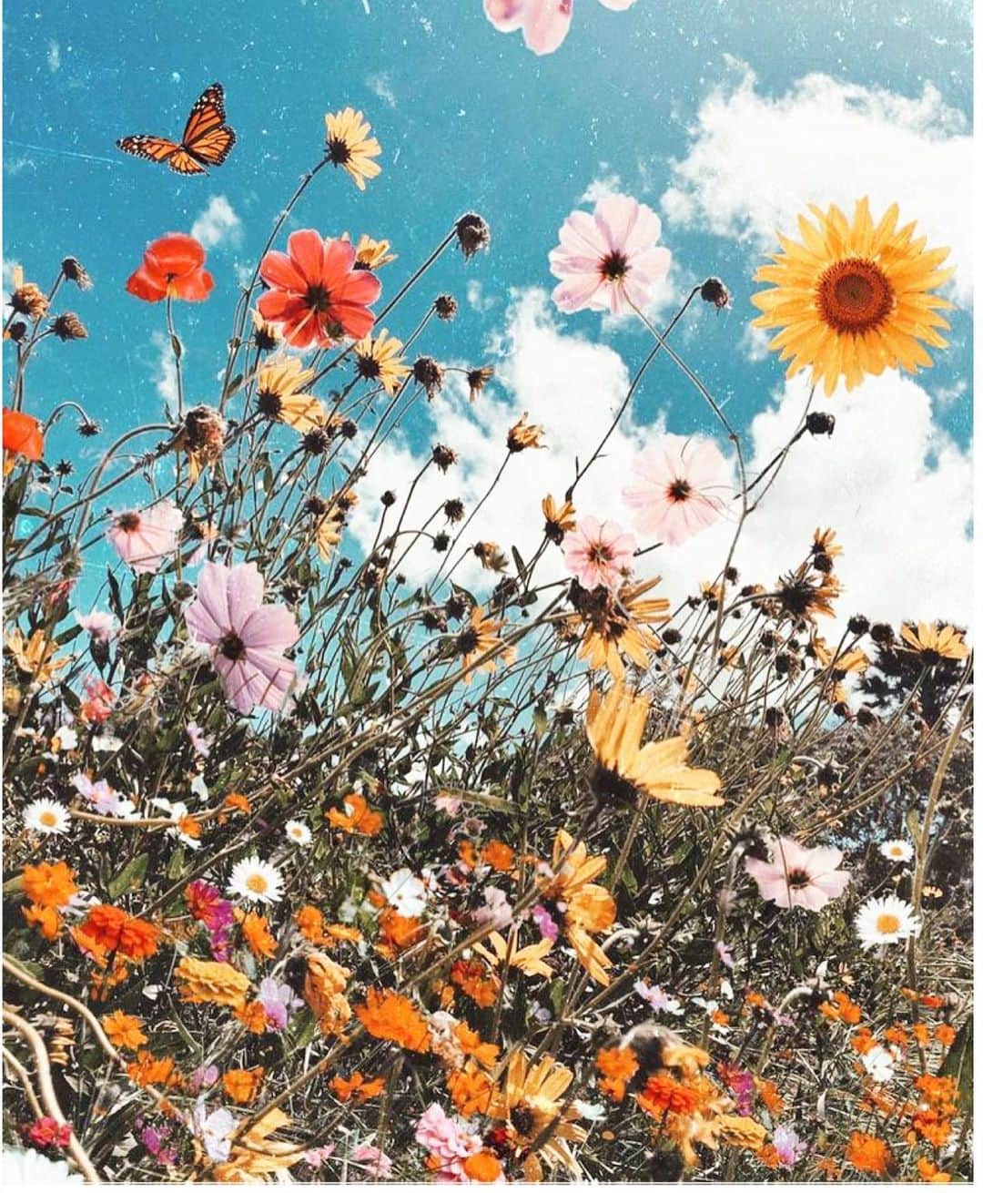Giovanna Antonelliのインスタグラム：「BOM  D🌷A !!!」