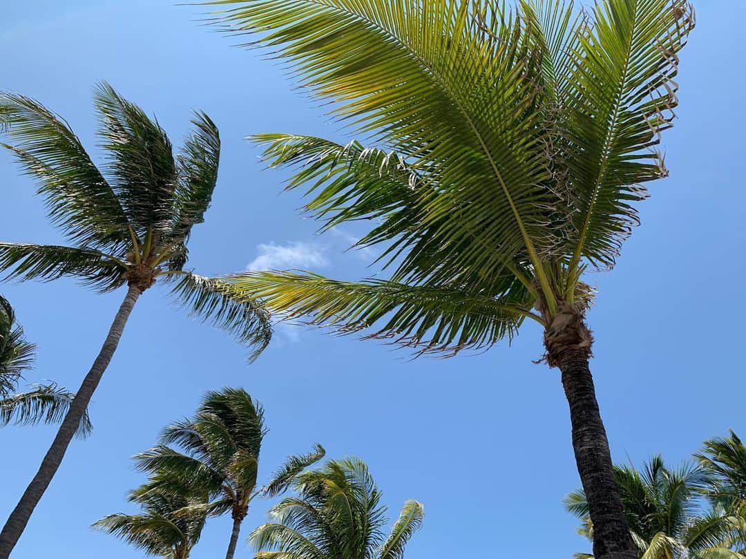 Jules Jordanのインスタグラム：「Don’t think I could live anywhere that doesn’t have palm trees 🌴」