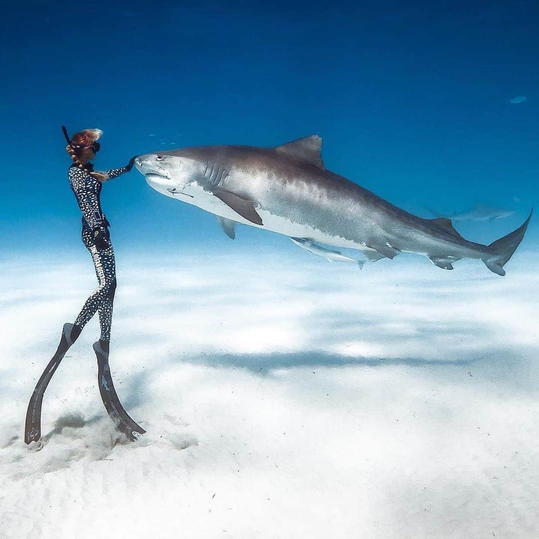 Live To Exploreさんのインスタグラム写真 - (Live To ExploreInstagram)「2 ton shark  Photography by @juansharks #WeLiveToExplore」5月27日 22時30分 - welivetoexplore