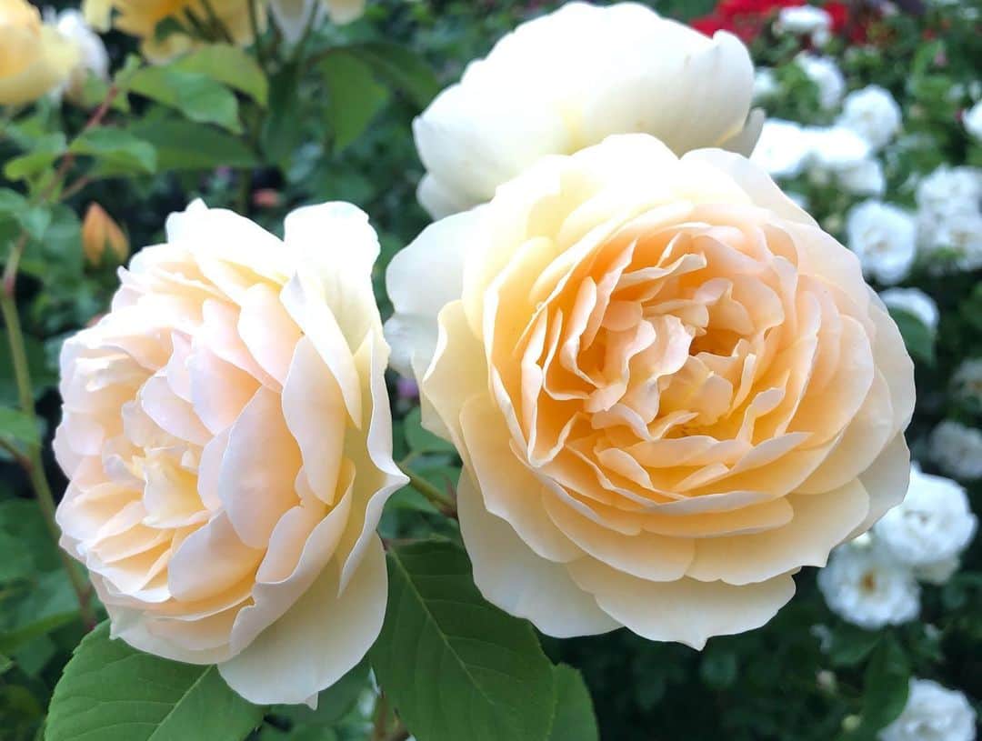 櫻本茉朋さんのインスタグラム写真 - (櫻本茉朋Instagram)「先週金曜日、相原バラ園から中継でお天気をお伝えしました✨  なんと約1000品種のバラを販売されているそうで、可愛らしいまあるいバラや、ゴージャスなもの、幾重にもレースのように花弁が重なったものなど、様々なバラを見ることが出来ます🌹  初心者でも育てやすい品種もあるそうなので、バラ栽培を悩んでいる方は是非✨  #バラを育てたい #バラ好き #相原バラ園 #花のある暮らし  #イングリッシュガーデン」5月27日 22時43分 - mahou_sakuramoto
