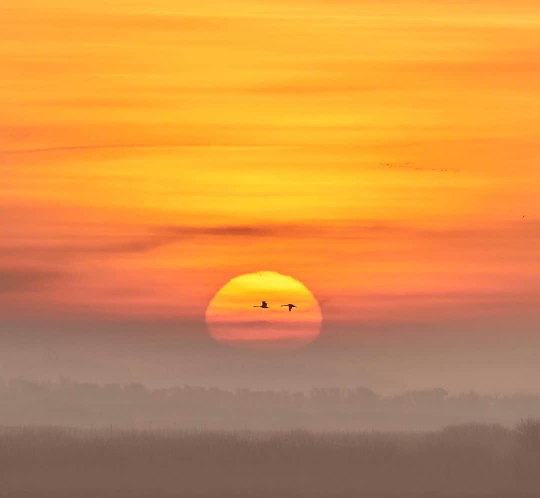 Nikon Australiaさんのインスタグラム写真 - (Nikon AustraliaInstagram)「"This morning was very special. The area around the fjord was covered in beautiful morning mist which gave the whole scene a sort of “dreamy” look. Suddenly the sun rose as a big, orange ball in the horizon - as you see in movies, but not very often in real life. Also photographing landscapes as part of my work I couldn’t let this unique moment pass.  I think I managed to capture this special event with the mist and the incredible sunrise while at the same time representing the birds that characterize this place." - @mikkeljezequel  Camera: Nikon #D5 Lens: AF-S NIKKOR 600mm f/4E FL ED VR Settings: 600 mm | f/8 | 1/1250s | ISO 900  #MyNikonLife #Nikon #NikonAustralia #NikonTop #Photography #DSLR #WildlifePhotography #SunrisePhotography」5月27日 14時35分 - nikonaustralia