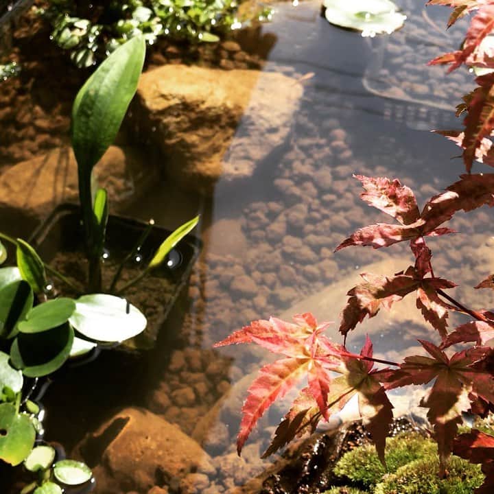 小森高博のインスタグラム：「メダカ元気」