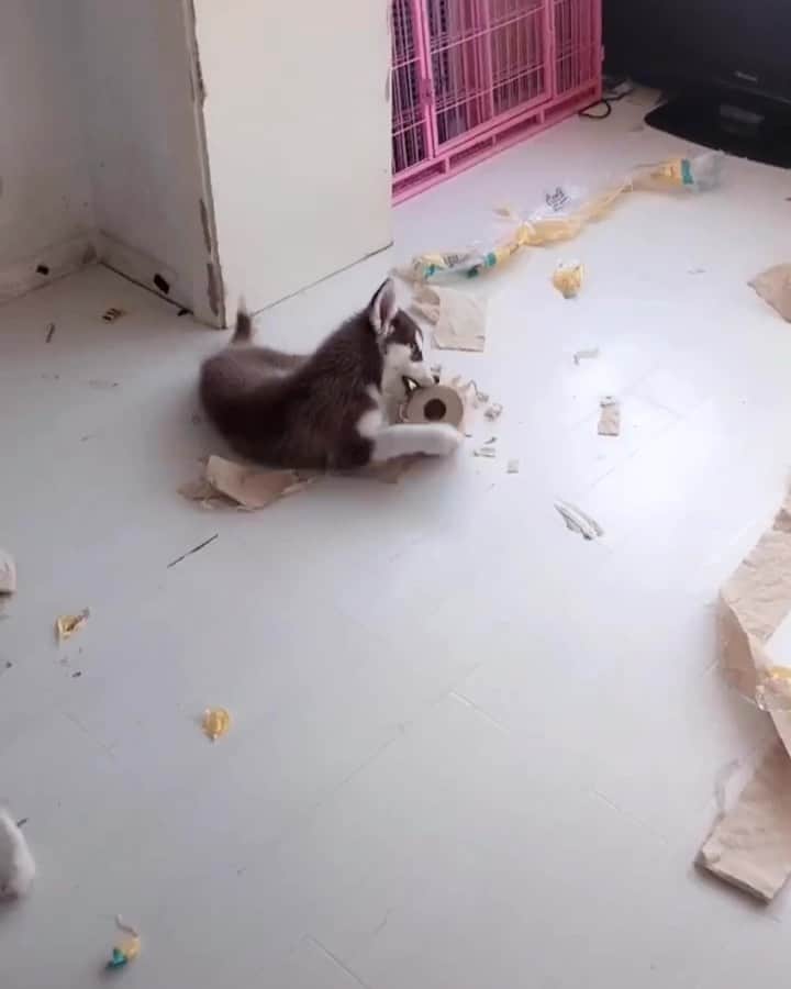 husky and malamuteのインスタグラム：「My home everyday.😂😂😂 follow @alaskandaily （Twitter：alaskandaily）for more cute pic and video.😜 ……………………………………………………………… Each video was approved by the original author. But  don't have a Instagram account. We are first one post those video. So watermark credit @alaskandaily ……………………………………………………………… #alaskan#malamute#alaskanmalamute#alaskanhusky#malamutesofinstagram#puppylife#puppylove#puppydog#puppylover#dogdays#malamutepuppy#huskies#huskeypuppy#huskeiesreq#siberian#huskeiesofig#dogslife#dogsofnyc#cutedog#cutedogs#huskeypics#huskeylovers#huskygram#huskeylove#huskiesofinstagram#dogsofnyc#husky#狗」