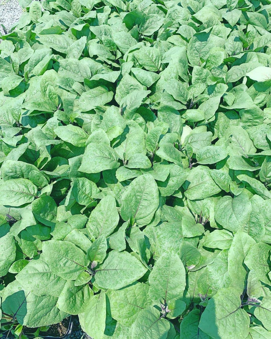 福岡超新鮮野菜/フレラボ薬院店のインスタグラム：「なんの野菜でしょう🥳 . . #とどける株式会社 #野菜」