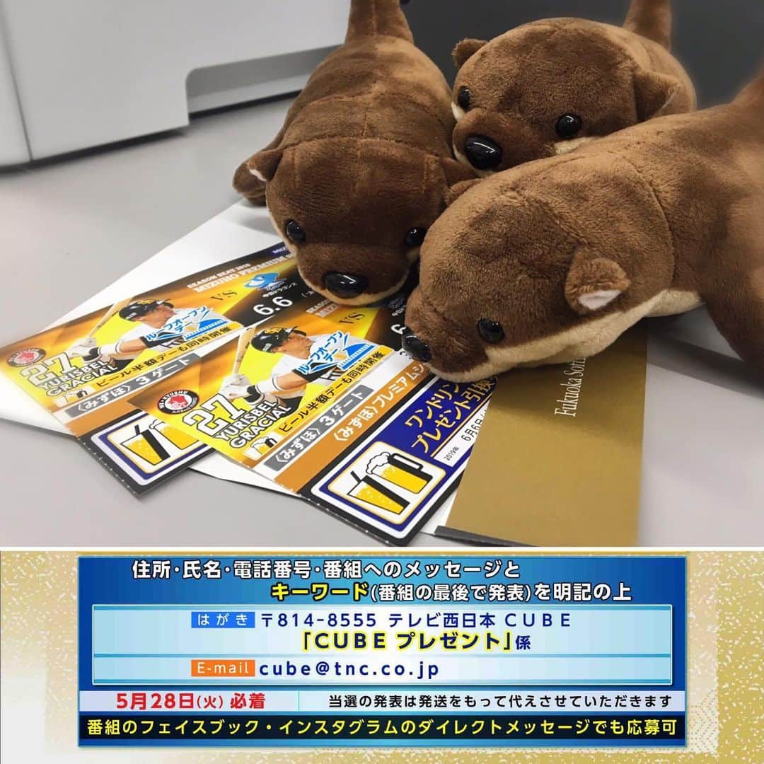 テレビ西日本「Cubetnc」さんのインスタグラム写真 - (テレビ西日本「Cubetnc」Instagram)「前回の放送も、 ご覧いただきありがとうございました！ 番組中でお知らせしました、今週のプレゼント。 来月６日にヤフオク！ドームで行われるセパ交流戦の ホークス対中日ドラゴンズの観戦チケットを１組２名様、 福岡市動物園でロープにぶら下がって遊ぶ コツメカワウソをモデルにしたぬいぐるみを３名様と、 今週は２種類あります！ 応募の締め切りは、あす28日（火）です。 メールや、こちらの番組インスタグラムへの ダイレクトメッセージでの応募は、 まだまだ間に合いますよ～。 番組中に発表されたキーワードと、 ご希望の賞品を明記の上、どしどしご応募ください。 たくさんのご応募、お待ちしています！  #ソフトバンクホークス　#sbhawks #チケットプレゼント　#セパ交流戦 #福岡おすとパクカワウソ #コツメカワウソ　#福岡市動物園 #福岡NEWSファイルCUBE #田久保尚英　#角田華子 #テレビ西日本　#TNC」5月27日 15時25分 - cubetnc