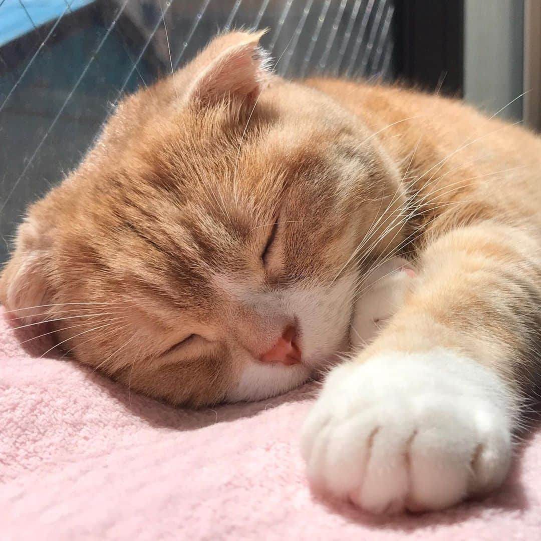 かんちゃんさんのインスタグラム写真 - (かんちゃんInstagram)「* * お日様で ほっかほか〜🐾 I feel comfortable taking a nap under the sun * * #スコティッシュフォールド #猫  #cat  #cats #ねこ #ネコ #日向ぼっこ #日向ぼっこ猫  #札幌  5.27 * *」5月27日 16時05分 - kan___chan