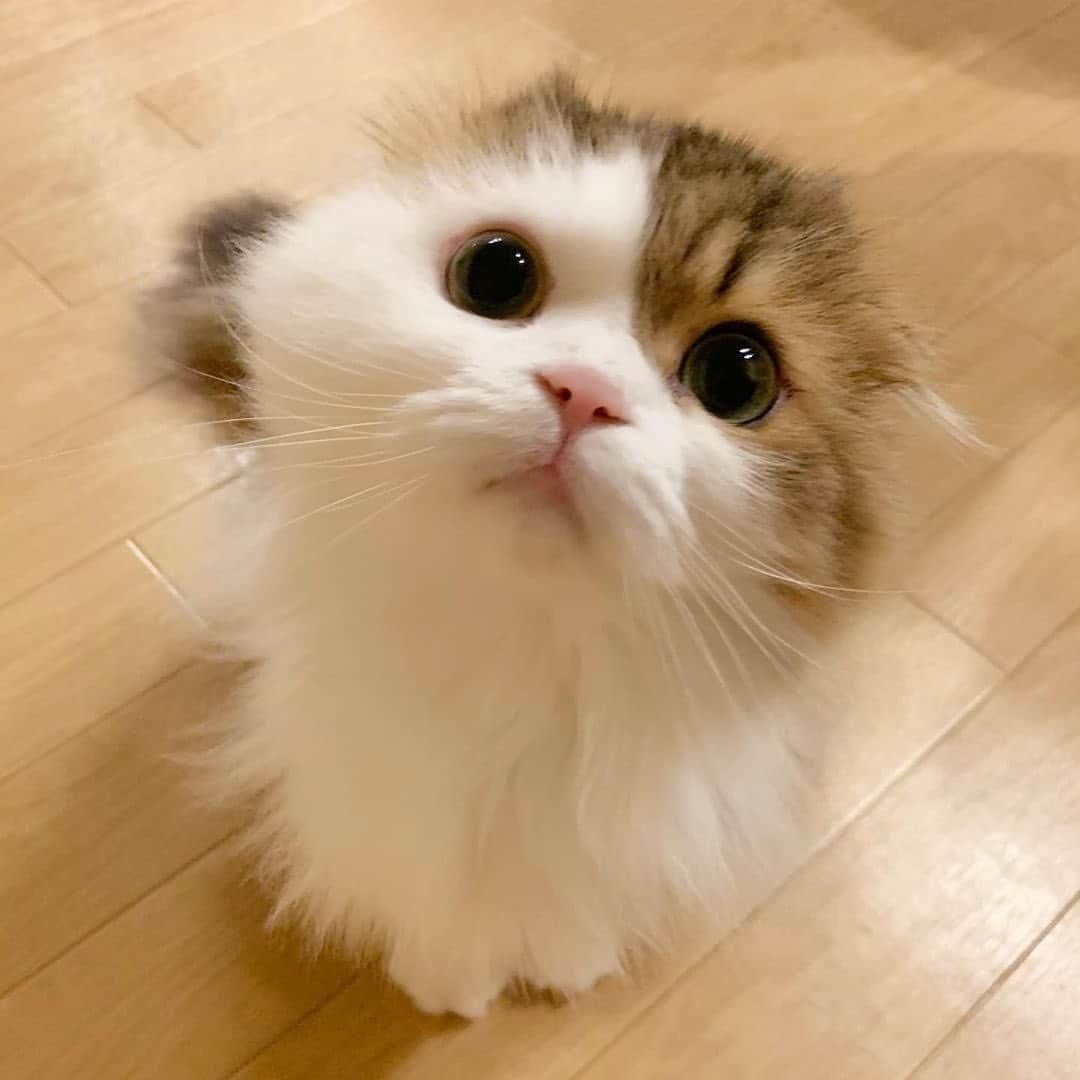 PECOねこ部さんのインスタグラム写真 - (PECOねこ部Instagram)「. 「おやつくだちゃいニャ…💕」 #赤ちゃんみたいに👶 #あどけない顔した #テトくん #その視線は #あざとすぎる😍❤️ #regram：@tetongeot  素敵な写真を投稿してくださったのは…﻿ ＠tetongeot さん﻿ 他にも素敵なお写真がたくさんあるので、ぜひ遊びに行ってみてください♪﻿ ﻿ #ペコねこ部 をつけて投稿すると…﻿ PECOで楽しくご紹介させていただきます👶  ーーー ＼TVデビューのチャンス!!／ 『#pecoねこ王子』もまだまだ募集中✨ 女の子も男の子も、イチオシ写真を投稿してね♪」5月27日 16時20分 - pecocats