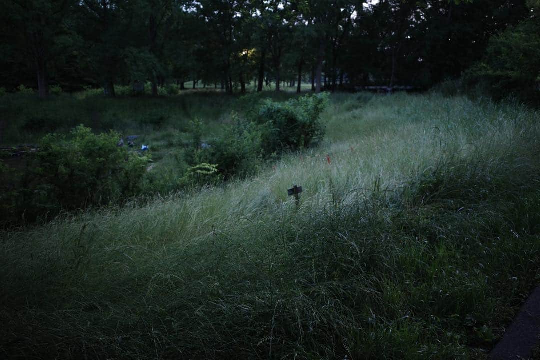 佐藤東弥のインスタグラム：「蝉が鳴き始めるにはまだ早い時期 日差しは真夏 夕暮れ  #GR3」