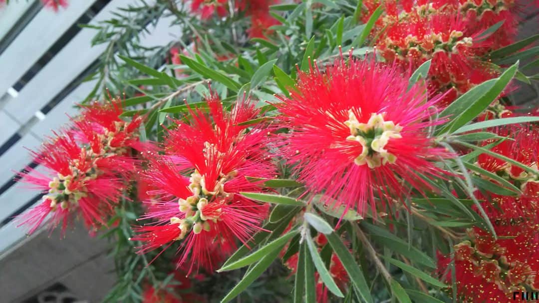 フジテレビ「FNNビデオPost」のインスタグラム：「まりこさんから、一瞬「アレ」と勘違いしてしまいそうな、赤い花の写真が届きました。 トップページのURLからご覧いただけるビデオPostギャラリーにて、約1カ月間、掲載中です！ #FNNビデオPost #ボトルブラッシュ #ボトルブラシ #兵庫 #オーストラリア #花 #芦屋 #japan #beautiful #flower」