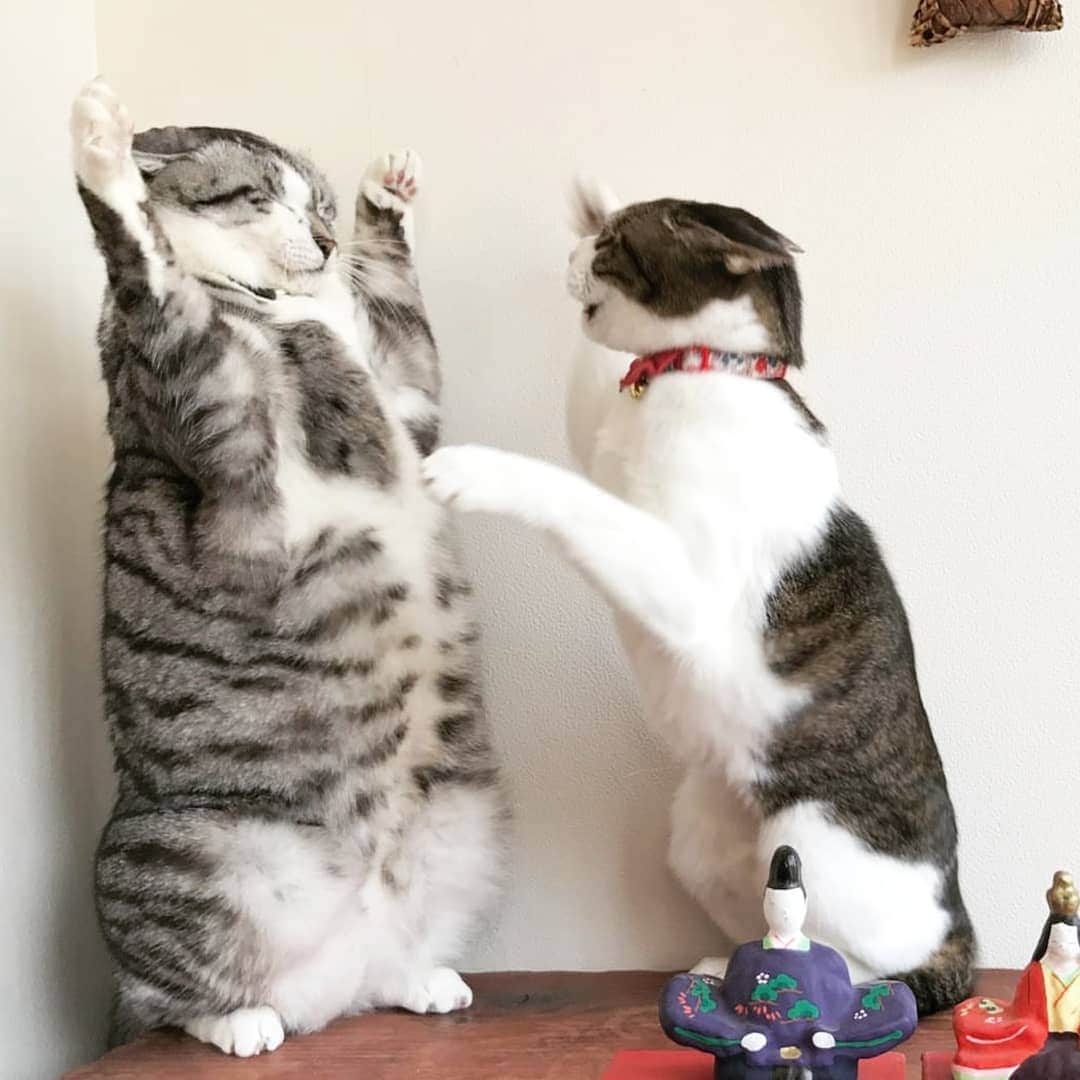 CatStockerのインスタグラム：「Hello! #catstocker is here!  Follow our FURRriend @harutarou_honma  Scroll right for more pictures 👉 . . . . .  #cat #neko #mačka #chat #kočka #котка #kotek #kot #кіт #mače #кошка #кот #katze #gato #gatto #kissa #kattunge #猫 #고양이 #貓 #kedi #köttur #kissanpentu #חתול #кішка #kedicik #кошеня #gattino #子猫」