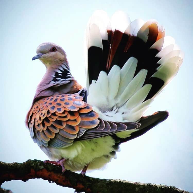 のインスタグラム：「Turtle Dove @alexismabille #turtledove #peace #extraordinary #feathers #vavavoom #colorfull #nature #damenature #fascinating #beauty @simonburet」