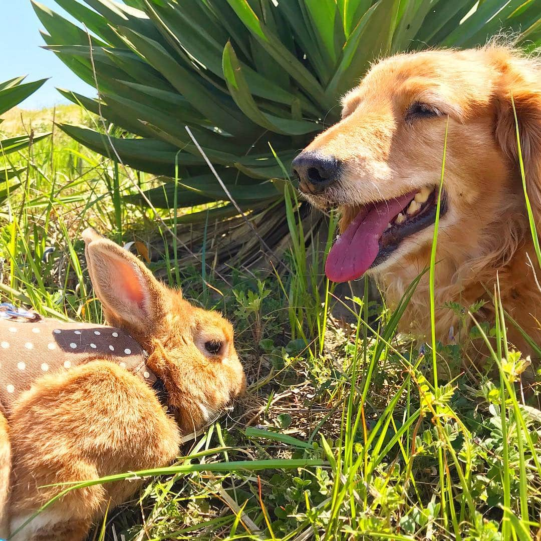 Chieko Shibutaさんのインスタグラム写真 - (Chieko ShibutaInstagram)「たろー🐶&うじゃこ🐰地方☀ さんぽ🍀 夏ですね💦 早めに　退散🐶🐰 💕✨🐶🍀🐰✨💕 #dachshund #dachshunds #dachshundlove #dog #dogs #doglove #instadog #instagram #instagood #pet #pets #petsagram #cute #cutepe #cutepet #cutedog #cuteanimals #likes #09076999576 happy #smile #rabbit #ラビット #ミニュチュア #ミニュチュアダックス  #ミニュチュアダックスフント #うさぎ部 #うさぎ #ダックス #ダックスフンドロングヘアー#ねざーらんどわーふ」5月27日 17時01分 - chieko.81