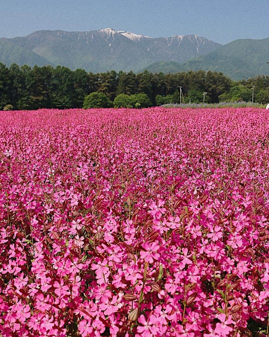 ?長野県 観光 公式インスタグラム さんのインスタグラム写真 - (?長野県 観光 公式インスタグラム Instagram)「//﻿ Photo by @shinzi6931﻿ ﻿ Fukuro Nadeshiko—A Carpet of Bright Pink﻿ (Minami Minowa Village)﻿ ﻿ On the southern side of Route 361 leading to Gonbe Tunnel lays a vast carpet of fukuro nadeshiko flowers.﻿ ﻿ With the snow-powdered Japanese Alps in the distance, the vast field of bright-pink flowers delights all passersby.﻿ ﻿ You can see these flowers until early June.﻿ ﻿ ============﻿ ﻿ ピンクのじゅうたん﻿ 「フクロナデシコ」﻿ ＠南箕輪村﻿ ﻿ 権兵衛トンネルに向かう﻿ 国道361号線の南側に広がる﻿ 色鮮やかなフクロナデシコ🌸﻿ ﻿ 見頃は6月の上旬ごろまで﻿ 一面のピンクのじゅうたんが﻿ 道行く人の目を楽しませてくれますよ✨﻿ ﻿ ﻿ ＿＿＿＿＿＿＿＿＿ ﻿ ﻿ ⛰インスタアワード作品募集中⛰﻿ 応募期間4/25～6/16﻿ 詳しくはプロフィールのリンクからご覧ください﻿ ﻿ @nagano_japan をフォローして﻿ 応募期間(4/25～6/16)内に ﻿ 長野県内で撮った写真には﻿ #長野のいいところ﻿ 花フェスタ会場で撮った写真には﻿ #信州花フェスタ2019﻿ を付けて投稿するだけ✨﻿ ﻿ ＿＿＿＿＿＿＿＿＿﻿ ﻿ Location /  Minamiminowa Village, Nagano, Japan ﻿ ﻿ #長野のいいところ #フクロナデシコ #南箕輪村 #山の信州﻿」5月27日 17時12分 - nagano_japan