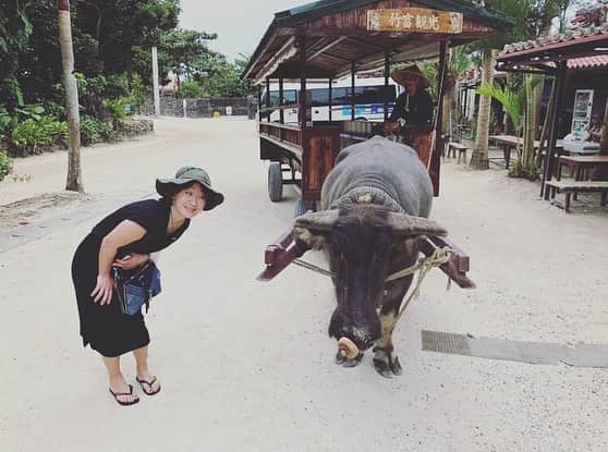 佐野優子のインスタグラム：「. 水牛可愛かったぁ🐃💕 . #水牛車観光 #竹富島 #八重山諸島」