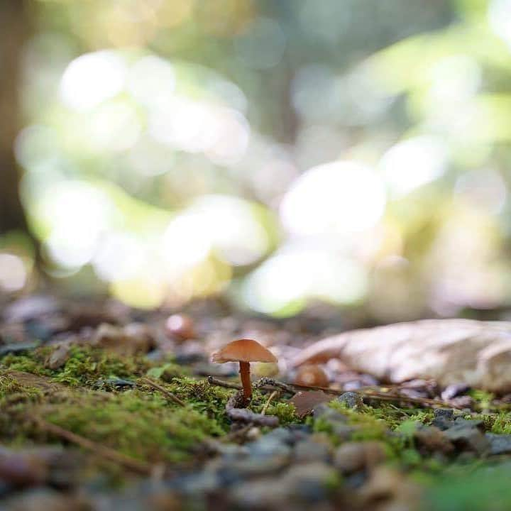 KANEBO OFFICIALさんのインスタグラム写真 - (KANEBO OFFICIALInstagram)「HELLO NATURE. 自然にかえる時間。 Discover the wonders of nature. 写真提供:@okan846 #beautifuldays #sunlight #grove #beautiful #sunnyday #nature #natural #relax #refresh #beautiful #forest #green #freshgreen #豊かな生活 #贅沢な時間 #丁寧な暮らし #暮らしを楽しむ #パワースポット #休日 #休日の過ごし方 #散歩 #景色 #森林 #森林浴 #自然 #リラックス #癒やし #初夏 #kaneboglobal #kanebo」5月27日 17時34分 - kaneboofficial