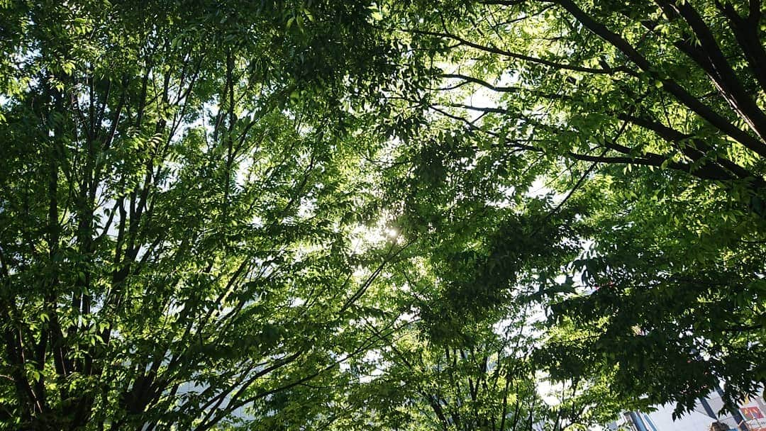 桜花さんのインスタグラム写真 - (桜花Instagram)「大塚駅前に表れた、癒しの緑に心奪われる、、、🍀 街にも、こういう緑があると 本当に癒されます🍀  キラキラ✴️ #緑  #green  #kirakira  #緑色 #大塚駅前  #おおつか #otsukastation」5月27日 17時32分 - mountainohka