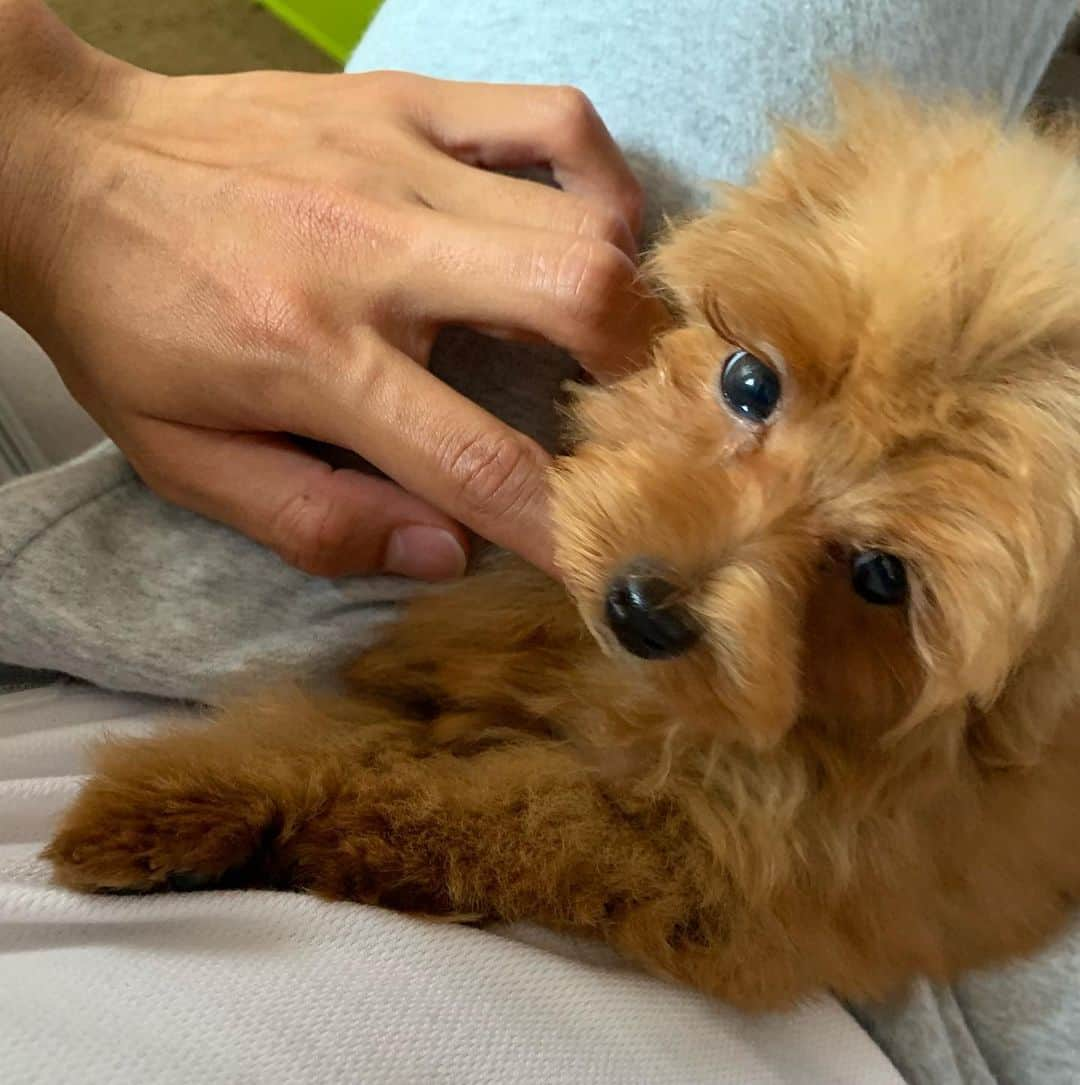 北川航也さんのインスタグラム写真 - (北川航也Instagram)「. 犬飼いました🐶 名前は「コルク」 最近は1人遊び覚えました。 . #愛犬 #愛犬家 #ヨープー#親バカ #男の子 #みなさんよろしくお願いします」5月27日 17時38分 - koya_kitagawa_23