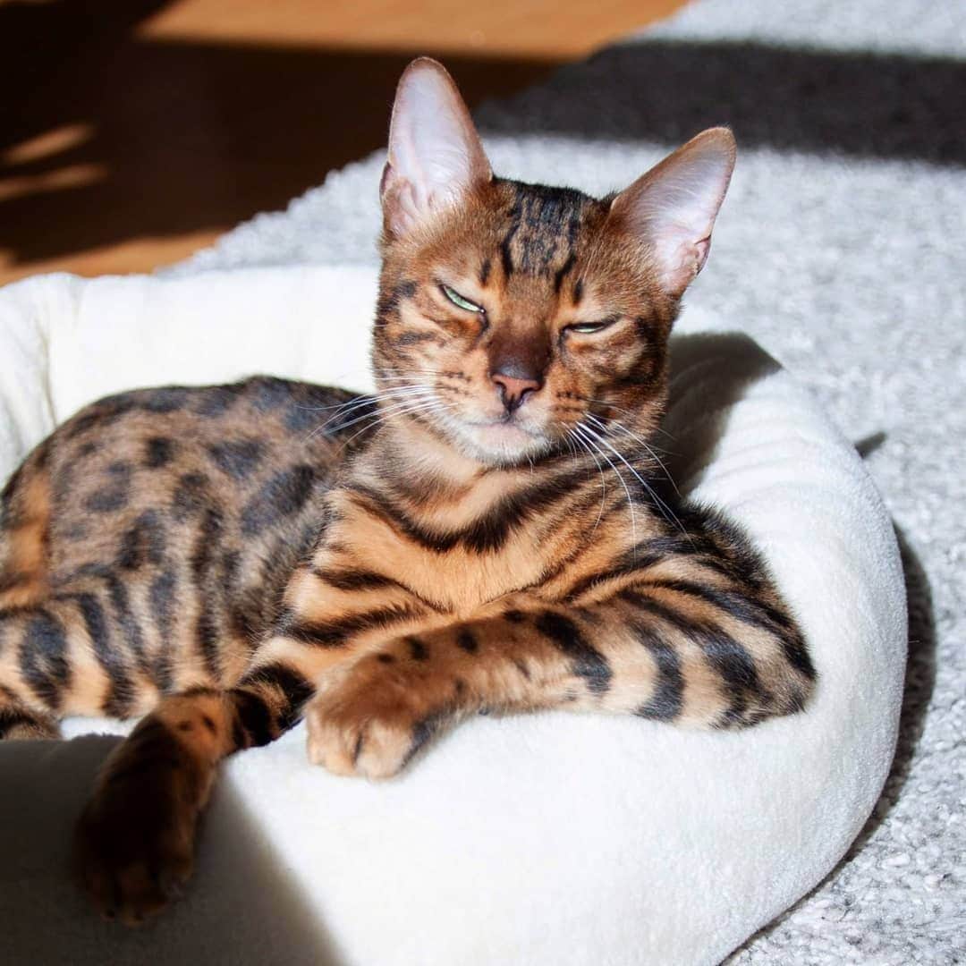 Aww Clubさんのインスタグラム写真 - (Aww ClubInstagram)「Pretending you aren't hungover at work like⠀ ⠀ 📷@luka_and_kenya⠀ ⠀ Want @9gag to feature your cat 🐾? Join our cat community and start sharing now 😺 Link in bio⠀ ⠀ ⠀ #meowed #bengal #kenya」5月27日 18時00分 - meowed