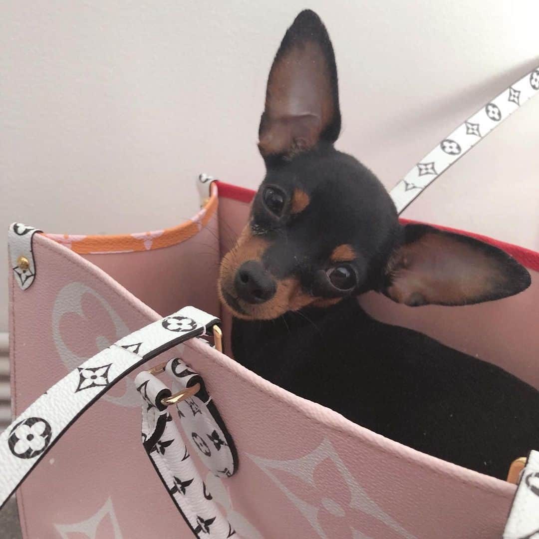 ジョナ・クフタさんのインスタグラム写真 - (ジョナ・クフタInstagram)「ollie vuitton 💖」5月27日 18時14分 - joannakuchta