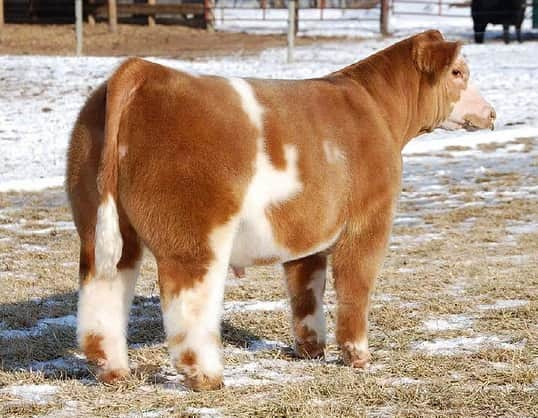 9GAGさんのインスタグラム写真 - (9GAGInstagram)「Shampooed, conditioned and blow dried cows 🐮  By Lautner Farms  #fluffy #cows #9gag」5月27日 18時26分 - 9gag