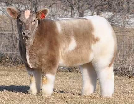 9GAGさんのインスタグラム写真 - (9GAGInstagram)「Shampooed, conditioned and blow dried cows 🐮  By Lautner Farms  #fluffy #cows #9gag」5月27日 18時26分 - 9gag