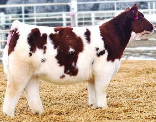 9GAGさんのインスタグラム写真 - (9GAGInstagram)「Shampooed, conditioned and blow dried cows 🐮  By Lautner Farms  #fluffy #cows #9gag」5月27日 18時26分 - 9gag