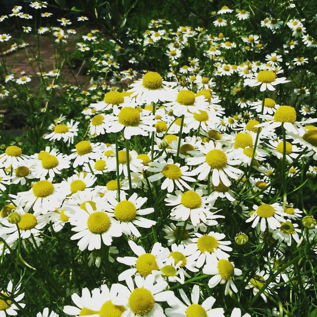 ホテルアンビエント伊豆高原のグルメインスタ