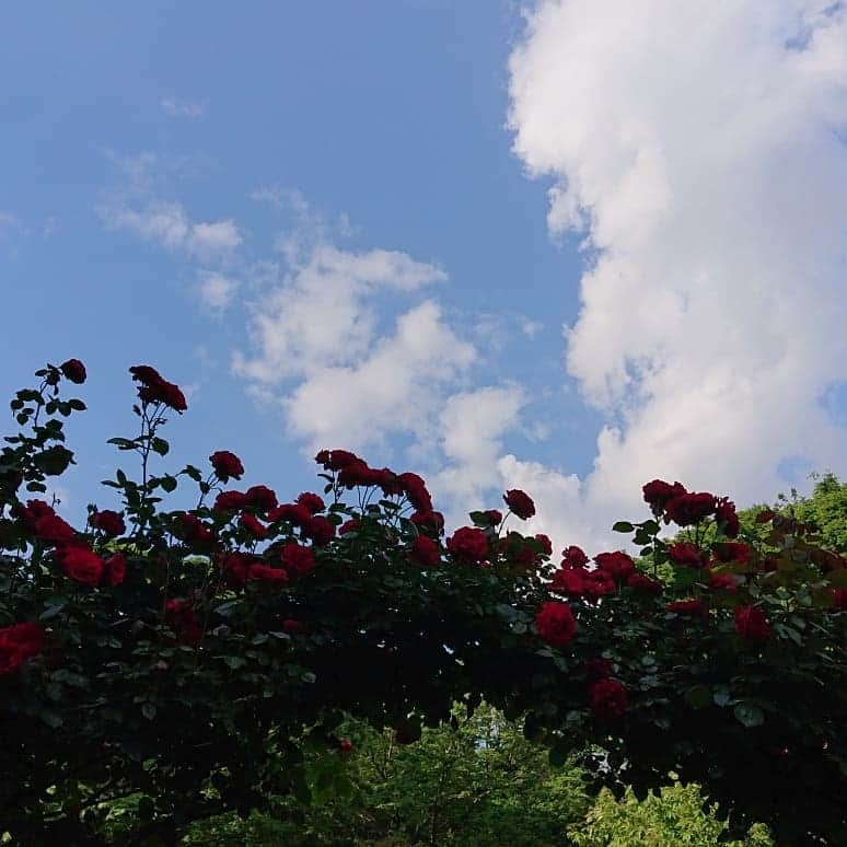 渡辺めぐみさんのインスタグラム写真 - (渡辺めぐみInstagram)「代々木公園の、バラがとても綺麗でした😁⤴️⤴️⤴️ パンダは、散歩とドライブが大好きです⤴️⤴️⤴️⤴️ そして、肩のり犬なのです😁👍👍 #代々木公園#散歩#ミックス犬#チワワ#シーズー#チワシーズ#散歩大好き #chihuahua#shihtzu#可愛い#ドッグラン#バラ #綺麗 #instagrammer #instagramjapan #instagramgood #instagramlike」5月27日 18時56分 - meguheart