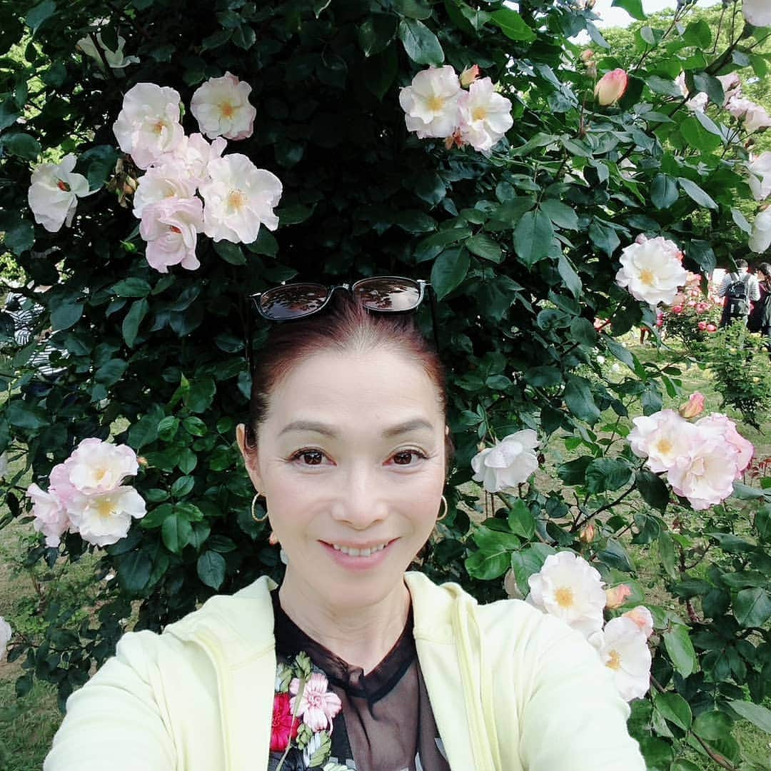 渡辺めぐみさんのインスタグラム写真 - (渡辺めぐみInstagram)「代々木公園の、バラがとても綺麗でした😁⤴️⤴️⤴️ パンダは、散歩とドライブが大好きです⤴️⤴️⤴️⤴️ そして、肩のり犬なのです😁👍👍 #代々木公園#散歩#ミックス犬#チワワ#シーズー#チワシーズ#散歩大好き #chihuahua#shihtzu#可愛い#ドッグラン#バラ #綺麗 #instagrammer #instagramjapan #instagramgood #instagramlike」5月27日 18時56分 - meguheart