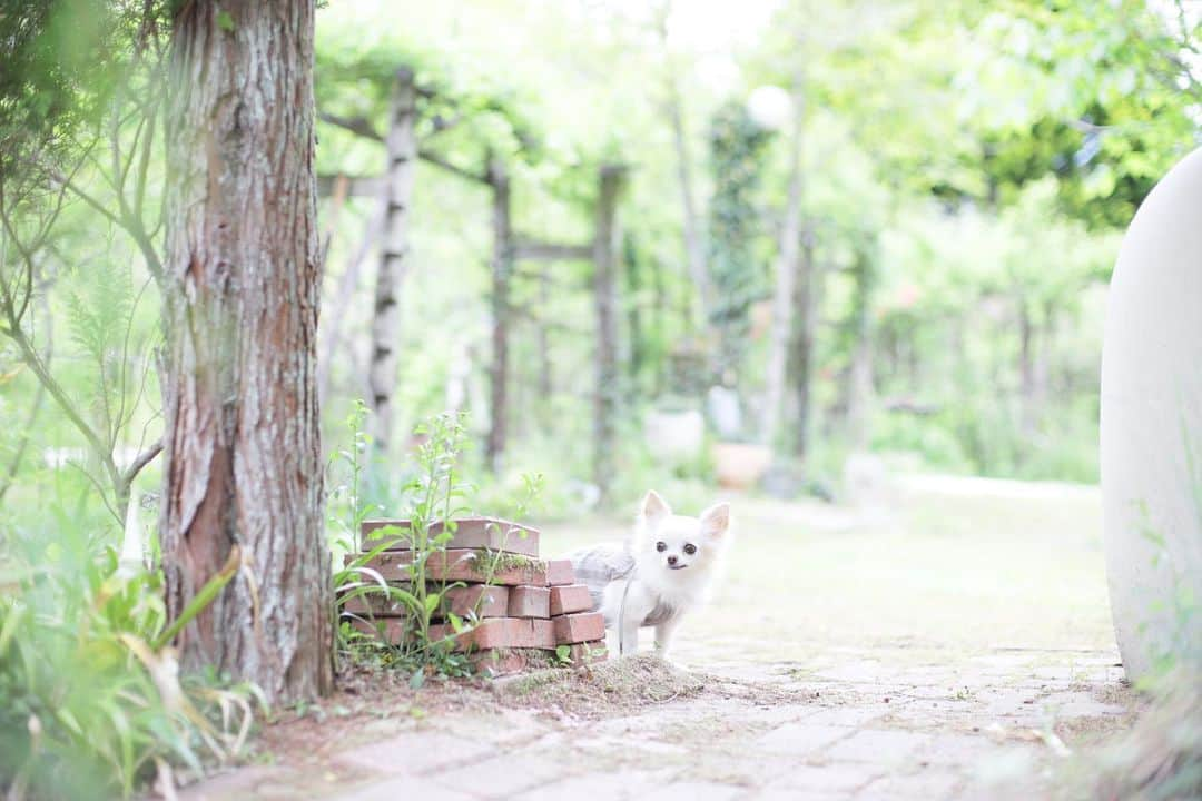 mamiのインスタグラム：「* 楽しそうに散策してたね♩ . . #ピントはレンガ😂 #オールドレンズ  #オールドレンズに恋をした #オールドレンズで繋がりたい #私が紡ぐ物語 #chihuahua #チワワ#poodle #toypoodle #プードル #トイプードル  #petstagram #dogsofinstagram #dogoftheday #fluffypack #dailypetstars #igersjp #_lovely_weekend #Airy_pics #whim_fluffy #tokyocameraclub #ファインダー越しのわたしの世界 #写真好きな人と繋がりたい #親バカ万歳キャンペーン」