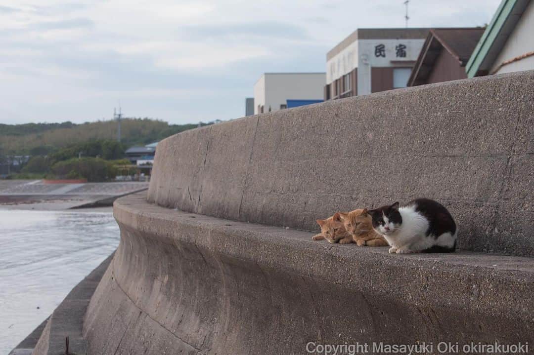 Masayukiさんのインスタグラム写真 - (MasayukiInstagram)「夕暮れ時のつどい。  #cat #ねこ」5月27日 19時03分 - okirakuoki