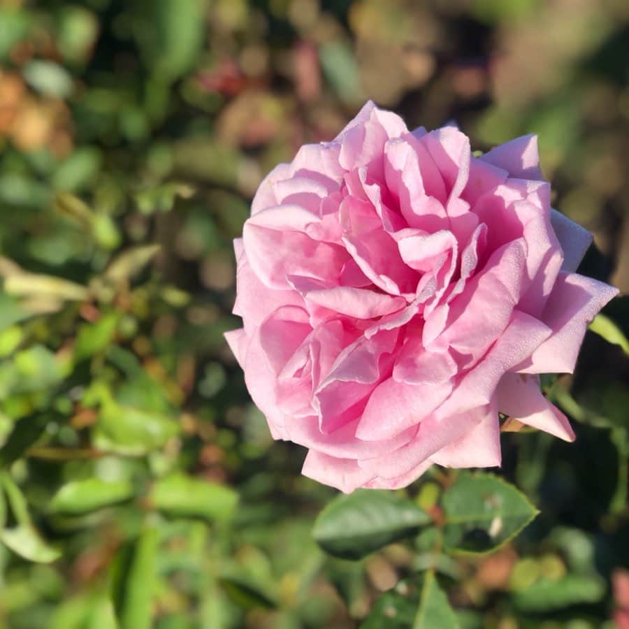 Jurlique Japanさんのインスタグラム写真 - (Jurlique JapanInstagram)「ジュリーク農園でひと際大輪の花を咲かせるローズ「ジュリーク」。 日が昇り、朝露が花びらに滴り落ちる頃、ジュリーク農園では一つひとつ手摘みがはじまります。 . ローズがいちばん香り高いこの時間に収穫することが、ローズエキスの保湿効果を最大限に引き出すことができます。 . 8/1、「ジュリーク」のエキスを贅沢につめ込んだ「ジュリークローズ コレクション」を新発売いたします。 情報公開まで、いましばらくお待ちくださいませ。 . New Collection coming soon… . #ジュリーク #Jurlique #オーガニック #スキンケア #オーガニックスキンケア #オーストラリア #アデレード #手摘み #ローズ #朝露 #ジュリークローズコレクション」5月27日 19時14分 - jurlique_jp