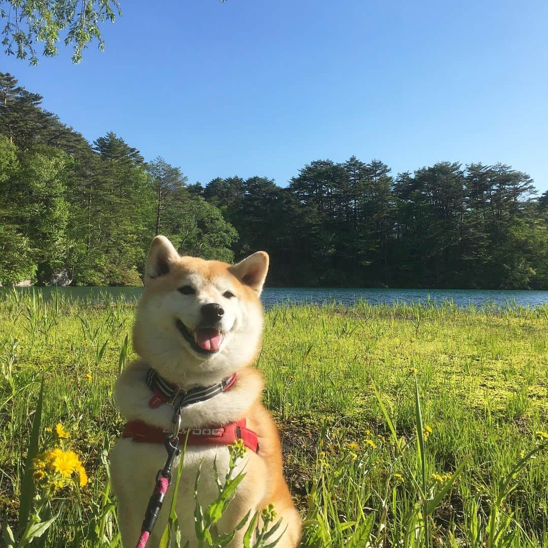 てんパパさんのインスタグラム写真 - (てんパパInstagram)「五色沼最大の毘沙門沼。 五色沼ソフトは、沼と同じ色。 エメラルドグリーンの水面に、澄み渡る空、そして磐梯山の険しく美しい姿。 #五色沼ソフト #五色沼 #毘沙門沼 #磐梯山 #裏磐梯 #くるてん」5月27日 19時27分 - tenchan.shiba