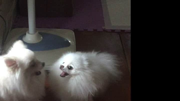 JEWELのインスタグラム：「Our relationship is blossoming 😈😈😈 #pomeranian #puppiesofinstgram #dogsofinstagram #dogstagram #petstagram #petsofinstagram #9gag #weeklyfluff #fluffy #cute #instagood #pets #pom」