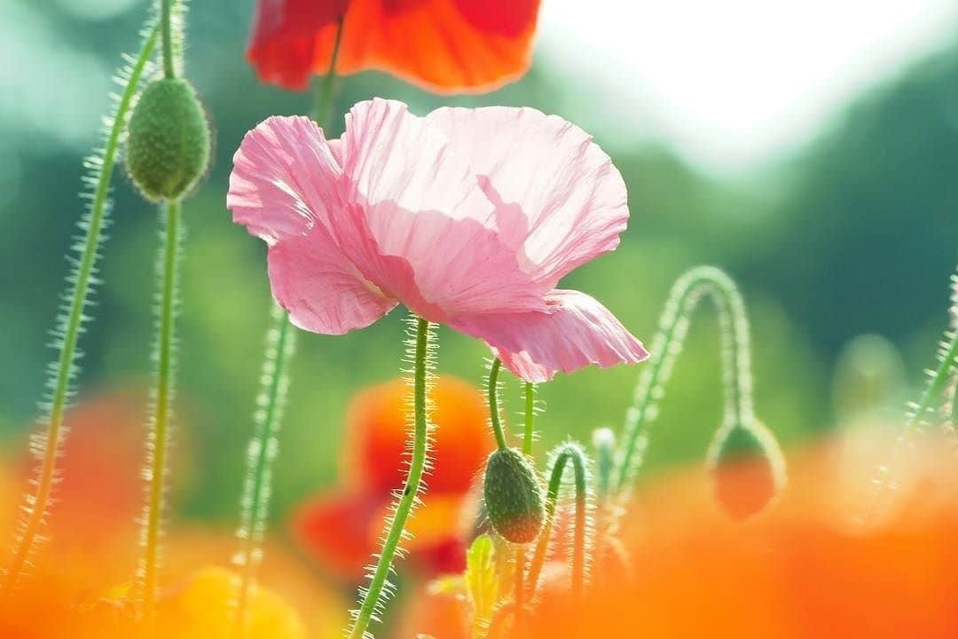 花の写真館のインスタグラム：「Photo by @akairingo_1000.⠀ https://instagram.com/akairingo_1000/⠀ .⠀ Original Post[投稿頂いたURL]⠀ https://www.instagram.com/p/BUu-67ylPil/⠀ .⠀ 本アカウントは、 #私の花の写真 をつけてInstagramに投稿された皆さまの花の写真や、「花の写真館」Facebookページで投稿された花の写真を紹介します。⠀ 「花の写真館」Facebookページは、「 @floral.photograph 」のプロフィールにあるURLからご覧ください。⠀ .⠀ #花の写真館 #floralphotograph #floralphoto #flower #flowers #富士フイルム #FUJIFILM⠀ Follow: @floral.photograph」