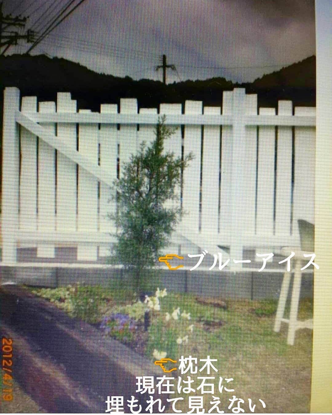 sho.candyさんのインスタグラム写真 - (sho.candyInstagram)「. . before　after　第2弾  枕木があったとこは 今は石に。 枕木の上に石積んだだけなので、いつでも枕木に戻せますが😀 石の隙間からウォーターマッシュルームが所々、顔を出しててかわいい♡ . . 大きくなるのに 当時、ブルーアイス好きすぎて この前の写真の場所とここに2本も植えてしまいました🙃 . . . #ブルーアイス#ガーデン#ガーデニング#マイガーデン#花好きな人とつながりたい#花#ナチュラルガーデン#お庭#庭#暮らしを楽しむ#暮らし#日々のこと#花のある暮らし#植物#庭作り#初夏の庭 #garden#gardening#flowers#mygarden#myhome #庭のある暮らし」5月27日 19時43分 - sho.candy