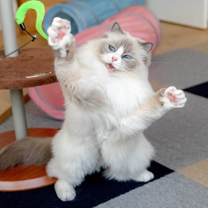 マアルのインスタグラム：「モグちゃん #🐈 #猫好きさんと繋がりたい #北海道 #旭川市 #ペットホテル #ラグドール」
