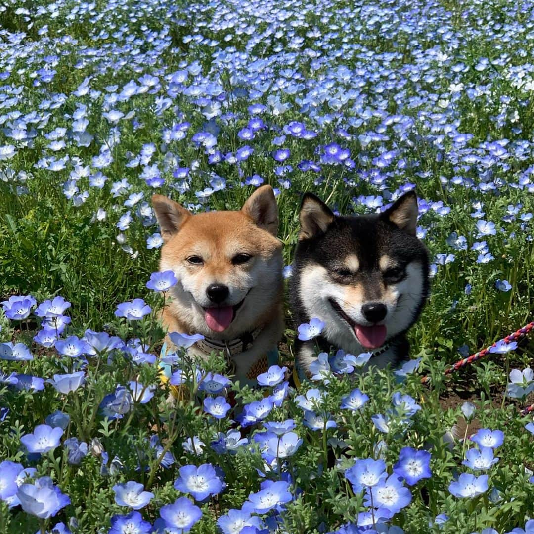 豆柴なつ&ふゆさんのインスタグラム写真 - (豆柴なつ&ふゆInstagram)「We go to Nasu Flower World🌼😊❤️ 那須フラワーワールドへ行きました🌼😊❤️ ️ #那須フラワーワールド #旅行 #メルヘン  #trip#犬連れ旅行 #いぬのきもち#花 #黒柴#赤柴#柴犬ライフ#pecoいぬ部 #shiba_snap  #シバフル #柴犬#shiba #shibainu #shibastagram #いぬすたぐらむ #pecoいぬ部 #犬バカ部 #shibainumag_feature #instafollow #dogoftheday  #🐕📷 #theshibasociety #mameshiba  #柴#proudshibas #cutepets #柴犬マニア」5月27日 20時20分 - mameshiba.natsuinu56