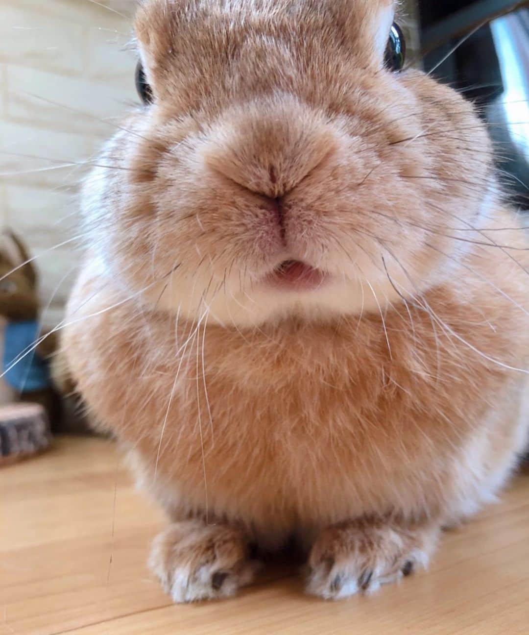 ラン?さんのインスタグラム写真 - (ラン?Instagram)「ちっちゃくなって、うさぎのもふもふの中に入りたいなぁ(っ^ω^c)♡ ☆ ママん、寝っ転がってないで、早くなでなでしなさいよ～(・ω・)の顔♡ ☆  #うさぎ #ネザーランドドワーフ #rabbit #bunny #bunnystagram  #rabbitstagram  #cute  #かわいい #ふわもこ部  #もふもふ  #zip写真部  #アニマル写真部 #instagramjapan #netherlanddwarf #うさぎと暮らす  #うさぎのいる暮らし #癒し #kawaii #ランちゃん  2019.05.27」5月27日 20時38分 - mofumofuusako